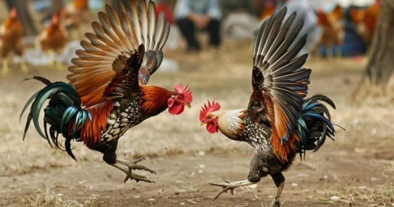 Đá Gà Tre - Nghệ Thuật Dân Gian Đậm Chất Việt Nam Tại Alo789