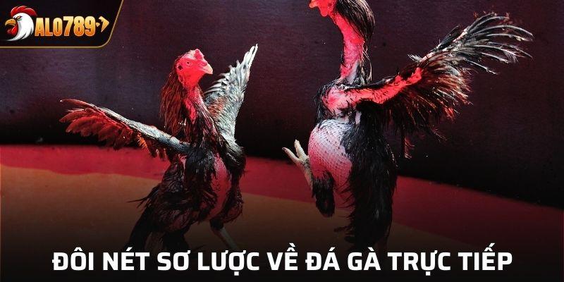 Đá gà Campuchia trực tiếp Alo789 - Trải nghiệm đá gà kinh điển